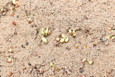 Sand 'de Macrotyloma uniflorum filizlenmiş. Yaygın adları; at büyükannesi, kulthi fasulyesi, gahat, hurali ve Madras gram. Güney Asya 'ya özgü bir baklagil türü. Tomurcuklanmış tahıllar ya da yayılmış nabızlar.