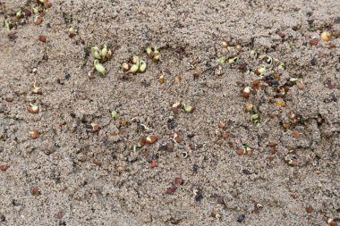 Sand 'de Macrotyloma uniflorum filizlenmiş. Yaygın adları; at büyükannesi, kulthi fasulyesi, gahat, hurali ve Madras gram. Güney Asya 'ya özgü bir baklagil türü. Tomurcuklanmış tahıllar ya da yayılmış nabızlar.