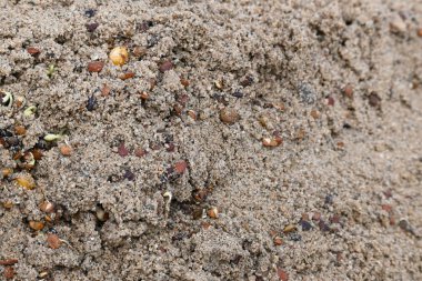 Sand 'de Macrotyloma uniflorum filizlenmiş. Yaygın adları; at büyükannesi, kulthi fasulyesi, gahat, hurali ve Madras gram. Güney Asya 'ya özgü bir baklagil türü. Tomurcuklanmış tahıllar ya da yayılmış nabızlar.