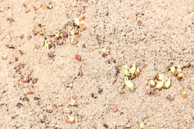 Sand 'de Macrotyloma uniflorum filizlenmiş. Yaygın adları; at büyükannesi, kulthi fasulyesi, gahat, hurali ve Madras gram. Güney Asya 'ya özgü bir baklagil türü. Tomurcuklanmış tahıllar ya da yayılmış nabızlar.