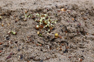 Sand 'de Macrotyloma uniflorum filizlenmiş. Yaygın adları; at büyükannesi, kulthi fasulyesi, gahat, hurali ve Madras gram. Güney Asya 'ya özgü bir baklagil türü. Tomurcuklanmış tahıllar ya da yayılmış nabızlar.