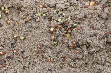Sand 'de Macrotyloma uniflorum filizlenmiş. Yaygın adları; at büyükannesi, kulthi fasulyesi, gahat, hurali ve Madras gram. Güney Asya 'ya özgü bir baklagil türü. Tomurcuklanmış tahıllar ya da yayılmış nabızlar.