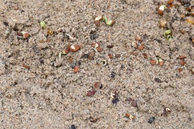 Sand 'de Macrotyloma uniflorum filizlenmiş. Yaygın adları; at büyükannesi, kulthi fasulyesi, gahat, hurali ve Madras gram. Güney Asya 'ya özgü bir baklagil türü. Tomurcuklanmış tahıllar ya da yayılmış nabızlar.