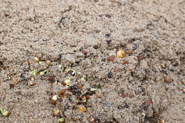 Sand 'de Macrotyloma uniflorum filizlenmiş. Yaygın adları; at büyükannesi, kulthi fasulyesi, gahat, hurali ve Madras gram. Güney Asya 'ya özgü bir baklagil türü. Tomurcuklanmış tahıllar ya da yayılmış nabızlar.