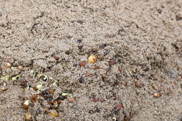 Sand 'de Macrotyloma uniflorum filizlenmiş. Yaygın adları; at büyükannesi, kulthi fasulyesi, gahat, hurali ve Madras gram. Güney Asya 'ya özgü bir baklagil türü. Tomurcuklanmış tahıllar ya da yayılmış nabızlar.