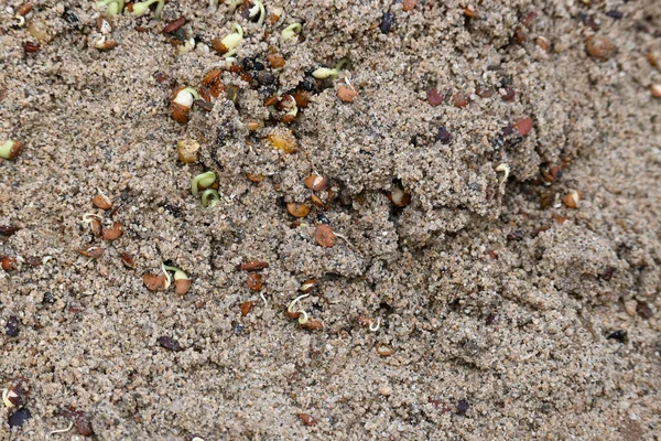 Sand 'de Macrotyloma uniflorum filizlenmiş. Yaygın adları; at büyükannesi, kulthi fasulyesi, gahat, hurali ve Madras gram. Güney Asya 'ya özgü bir baklagil türü. Tomurcuklanmış tahıllar ya da yayılmış nabızlar.