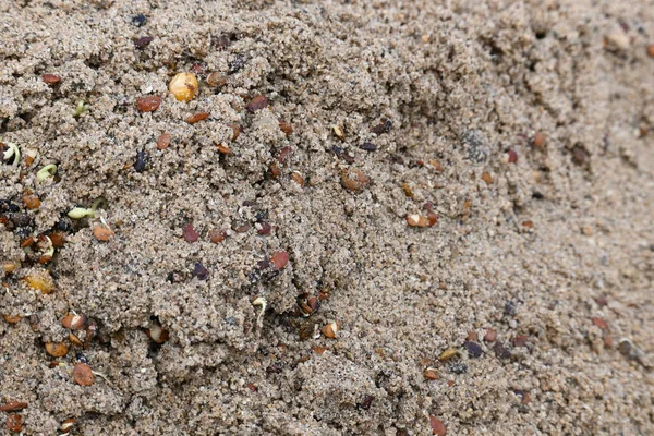 Sand 'de Macrotyloma uniflorum filizlenmiş. Yaygın adları; at büyükannesi, kulthi fasulyesi, gahat, hurali ve Madras gram. Güney Asya 'ya özgü bir baklagil türü. Tomurcuklanmış tahıllar ya da yayılmış nabızlar.