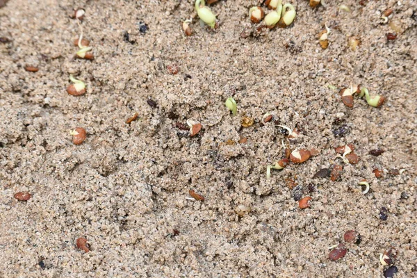 Sand 'de Macrotyloma uniflorum filizlenmiş. Yaygın adları; at büyükannesi, kulthi fasulyesi, gahat, hurali ve Madras gram. Güney Asya 'ya özgü bir baklagil türü. Tomurcuklanmış tahıllar ya da yayılmış nabızlar.