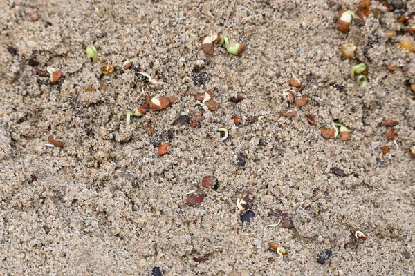 Sand 'de Macrotyloma uniflorum filizlenmiş. Yaygın adları; at büyükannesi, kulthi fasulyesi, gahat, hurali ve Madras gram. Güney Asya 'ya özgü bir baklagil türü. Tomurcuklanmış tahıllar ya da yayılmış nabızlar.