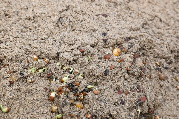 Sand 'de Macrotyloma uniflorum filizlenmiş. Yaygın adları; at büyükannesi, kulthi fasulyesi, gahat, hurali ve Madras gram. Güney Asya 'ya özgü bir baklagil türü. Tomurcuklanmış tahıllar ya da yayılmış nabızlar.