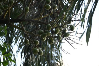 Bactris ağaçtaki meyveleri gazlıyor. Yaygın adı Chontaduro meyvesi ve Peach Palm meyvesidir. Güney Amerika 'nın tropik ormanlarına özgü bir palmiye türüdür. Çiğ ya da yeşil meyveler.