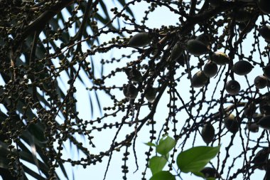 Bactris ağaçtaki meyveleri gazlıyor. Yaygın adı Chontaduro meyvesi ve Peach Palm meyvesidir. Güney Amerika 'nın tropik ormanlarına özgü bir palmiye türüdür. Çiğ ya da yeşil meyveler.