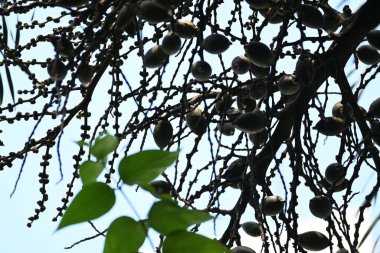 Bactris ağaçtaki meyveleri gazlıyor. Yaygın adı Chontaduro meyvesi ve Peach Palm meyvesidir. Güney Amerika 'nın tropik ormanlarına özgü bir palmiye türüdür. Çiğ ya da yeşil meyveler.