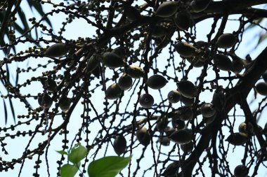 Bactris ağaçtaki meyveleri gazlıyor. Yaygın adı Chontaduro meyvesi ve Peach Palm meyvesidir. Güney Amerika 'nın tropik ormanlarına özgü bir palmiye türüdür. Çiğ ya da yeşil meyveler.