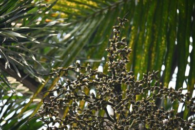 Bactris ağaçtaki çiçekleri yakıyor. Yaygın adı Chontaduro ağacı ve şeftali palmiyesi. Orta Güney Amerika 'nın tropik ormanlarına özgü bir palmiye türüdür.. 