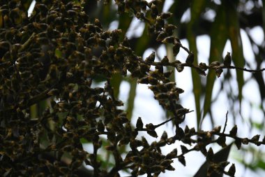 Bactris ağaçtaki çiçekleri yakıyor. Yaygın adı Chontaduro ağacı ve şeftali palmiyesi. Orta Güney Amerika 'nın tropik ormanlarına özgü bir palmiye türüdür.. 