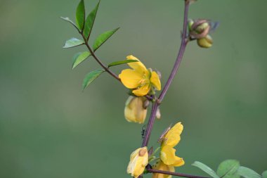 Senna occidentalis bitkisi. Yaygın isimleri; septikweed, kahve senna, kahve otu, Mogdad kahvesi, zenci kahvesi, senna kahvesi, Stephanie kahve çiçeği, kokuşmuş ot....
