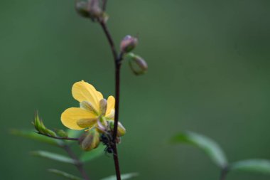 Senna occidentalis bitkisi. Yaygın isimleri; septikweed, kahve senna, kahve otu, Mogdad kahvesi, zenci kahvesi, senna kahvesi, Stephanie kahve çiçeği, kokuşmuş ot....