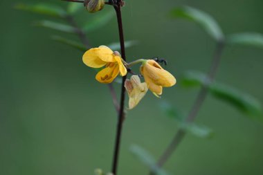 Senna occidentalis bitkisi. Yaygın isimleri; septikweed, kahve senna, kahve otu, Mogdad kahvesi, zenci kahvesi, senna kahvesi, Stephanie kahve çiçeği, kokuşmuş ot....