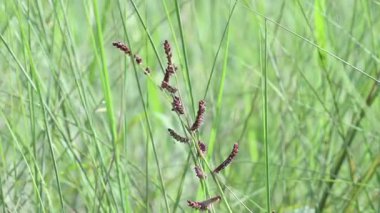 Echinochloa colona otu. Bilinen adı, orman pirinci, yabani pirinç, Deccan otları, jharua otları ve tentelsiz çiftlik otları. Tropikal Asya kökenli bir yabani ot türüdür..