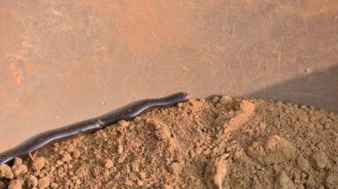 Indotyphlops cesur yılan. Bilinen adı Brahminy kör yılan ve kör solucan yılanı. Çoğunlukla Afrika ve Asya 'da bulunan zehirli olmayan kör bir yılan türüdür. Fossoryal ya da yuvalanan sürüngenler..