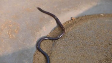 Indotyphlops cesur yılan. Bilinen adı Brahminy kör yılan ve kör solucan yılanı. Çoğunlukla Afrika ve Asya 'da bulunan zehirli olmayan kör bir yılan türüdür. Fossoryal ya da yuvalanan sürüngenler..