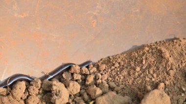 Indotyphlops cesur yılan. Bilinen adı Brahminy kör yılan ve kör solucan yılanı. Çoğunlukla Afrika ve Asya 'da bulunan zehirli olmayan kör bir yılan türüdür. Fossoryal ya da yuvalanan sürüngenler..