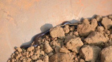 Indotyphlops cesur yılan. Bilinen adı Brahminy kör yılan ve kör solucan yılanı. Çoğunlukla Afrika ve Asya 'da bulunan zehirli olmayan kör bir yılan türüdür. Fossoryal ya da yuvalanan sürüngenler..