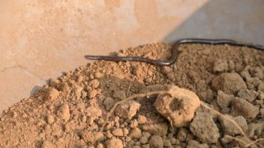 Indotyphlops cesur yılan. Bilinen adı Brahminy kör yılan ve kör solucan yılanı. Çoğunlukla Afrika ve Asya 'da bulunan zehirli olmayan kör bir yılan türüdür. Fossoryal ya da yuvalanan sürüngenler..