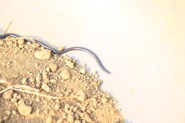 Indotyphlops cesur yılan. Bilinen adı Brahminy kör yılan ve kör solucan yılanı. Çoğunlukla Afrika ve Asya 'da bulunan zehirli olmayan kör bir yılan türüdür. Fossoryal ya da yuvalanan sürüngenler..