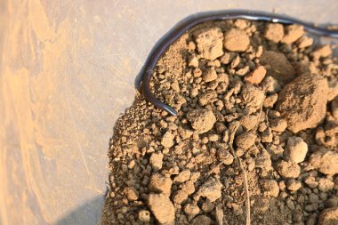 Indotyphlops cesur yılan. Bilinen adı Brahminy kör yılan ve kör solucan yılanı. Çoğunlukla Afrika ve Asya 'da bulunan zehirli olmayan kör bir yılan türüdür. Fossoryal ya da yuvalanan sürüngenler..