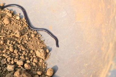 Indotyphlops cesur yılan. Bilinen adı Brahminy kör yılan ve kör solucan yılanı. Çoğunlukla Afrika ve Asya 'da bulunan zehirli olmayan kör bir yılan türüdür. Fossoryal ya da yuvalanan sürüngenler..