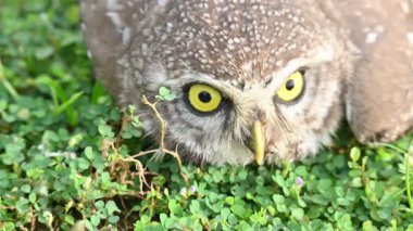 Benekli baykuş ya da Athene Brama baykuşu. Güneydoğu Asya 'da yetişen küçük bir baykuştur. Bu küçük gruplar halinde ağaçların oyuklarında ya da kaya ve binalardaki oyuklarda bir tünedir..