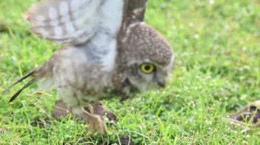 Benekli baykuş ya da Athene Brama baykuşu. Güneydoğu Asya 'da yetişen küçük bir baykuştur. Bu küçük gruplar halinde ağaçların oyuklarında ya da kaya ve binalardaki oyuklarda bir tünedir..