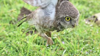 Benekli baykuş ya da Athene Brama baykuşu. Güneydoğu Asya 'da yetişen küçük bir baykuştur. Bu küçük gruplar halinde ağaçların oyuklarında ya da kaya ve binalardaki oyuklarda bir tünedir..