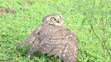 Benekli baykuş ya da Athene Brama baykuşu. Güneydoğu Asya 'da yetişen küçük bir baykuştur. Bu küçük gruplar halinde ağaçların oyuklarında ya da kaya ve binalardaki oyuklarda bir tünedir..