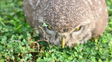 Benekli baykuş ya da Athene Brama baykuşu. Güneydoğu Asya 'da yetişen küçük bir baykuştur. Bu küçük gruplar halinde ağaçların oyuklarında ya da kaya ve binalardaki oyuklarda bir tünedir..