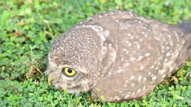 Benekli baykuş ya da Athene Brama baykuşu. Güneydoğu Asya 'da yetişen küçük bir baykuştur. Bu küçük gruplar halinde ağaçların oyuklarında ya da kaya ve binalardaki oyuklarda bir tünedir..