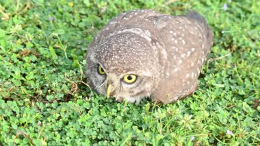 Benekli baykuş ya da Athene Brama baykuşu. Güneydoğu Asya 'da yetişen küçük bir baykuştur. Bu küçük gruplar halinde ağaçların oyuklarında ya da kaya ve binalardaki oyuklarda bir tünedir..