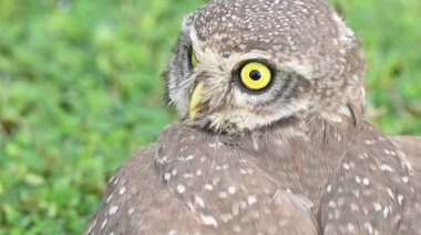 Benekli baykuş ya da Athene Brama baykuşu. Güneydoğu Asya 'da yetişen küçük bir baykuştur. Bu küçük gruplar halinde ağaçların oyuklarında ya da kaya ve binalardaki oyuklarda bir tünedir..