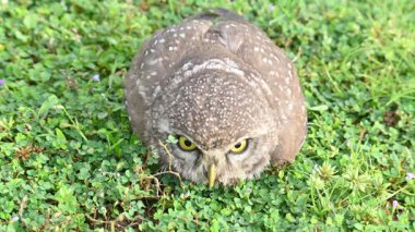 Benekli baykuş ya da Athene Brama baykuşu. Güneydoğu Asya 'da yetişen küçük bir baykuştur. Bu küçük gruplar halinde ağaçların oyuklarında ya da kaya ve binalardaki oyuklarda bir tünedir..