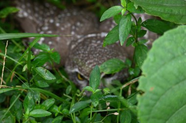 Benekli baykuş ya da Athene Brama baykuşu. Güneydoğu Asya 'da yetişen küçük bir baykuştur. Bu küçük gruplar halinde ağaçların oyuklarında ya da kaya ve binalardaki oyuklarda bir tünedir..