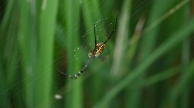 Argiope bruennichi veya eşekarısı örümceği. Avrupa, Asya ve Afrika 'yı bulan küre dokumacı örümceğin bir türüdür. Bu türün karnında belirgin sarı, beyaz ve siyah işaretler bulunur..