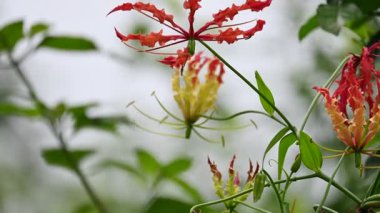 Gloriosa süperba çiçeği. Colchicaceae familyasından bir bitki türü. Yaygın adları nilüfer, zambak, zambak, zambak, zambak, zambak, zambak, zambak, zambak, zambak, zambak ve zambak.