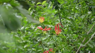 Gloriosa süperba çiçeği. Colchicaceae familyasından bir bitki türü. Yaygın adları nilüfer, zambak, zambak, zambak, zambak, zambak, zambak, zambak, zambak, zambak, zambak ve zambak.