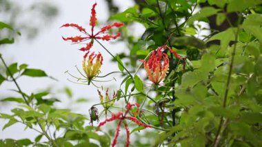Gloriosa süperba çiçeği. Colchicaceae familyasından bir bitki türü. Yaygın adları nilüfer, zambak, zambak, zambak, zambak, zambak, zambak, zambak, zambak, zambak, zambak ve zambak.
