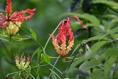 Gloriosa süperba çiçeği. Colchicaceae familyasından bir bitki türü. Yaygın adları nilüfer, zambak, zambak, zambak, zambak, zambak, zambak, zambak, zambak, zambak, zambak ve zambak.