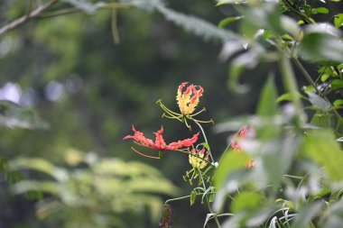 Gloriosa süperba çiçeği. Colchicaceae familyasından bir bitki türü. Yaygın adları nilüfer, zambak, zambak, zambak, zambak, zambak, zambak, zambak, zambak, zambak, zambak ve zambak.