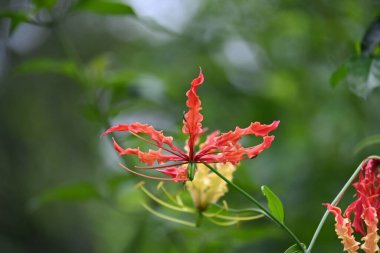 Gloriosa süperba çiçeği. Colchicaceae familyasından bir bitki türü. Yaygın adları nilüfer, zambak, zambak, zambak, zambak, zambak, zambak, zambak, zambak, zambak, zambak ve zambak.