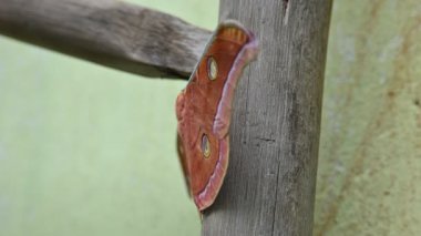 Antheraea yamamai güvesi. Yaygın adı Japon ipek güveleri ve Japon meşe güveleri. Bu, Satürniidae familyasından bir güve. Doğu Asya 'ya özgü..